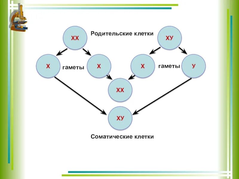 Чем отличаются половые клетки. Отличие гамет от соматических клеток. Соматические и половые клетки. Половые клетки соматические гаметы. Соматическая клетка и гамета.