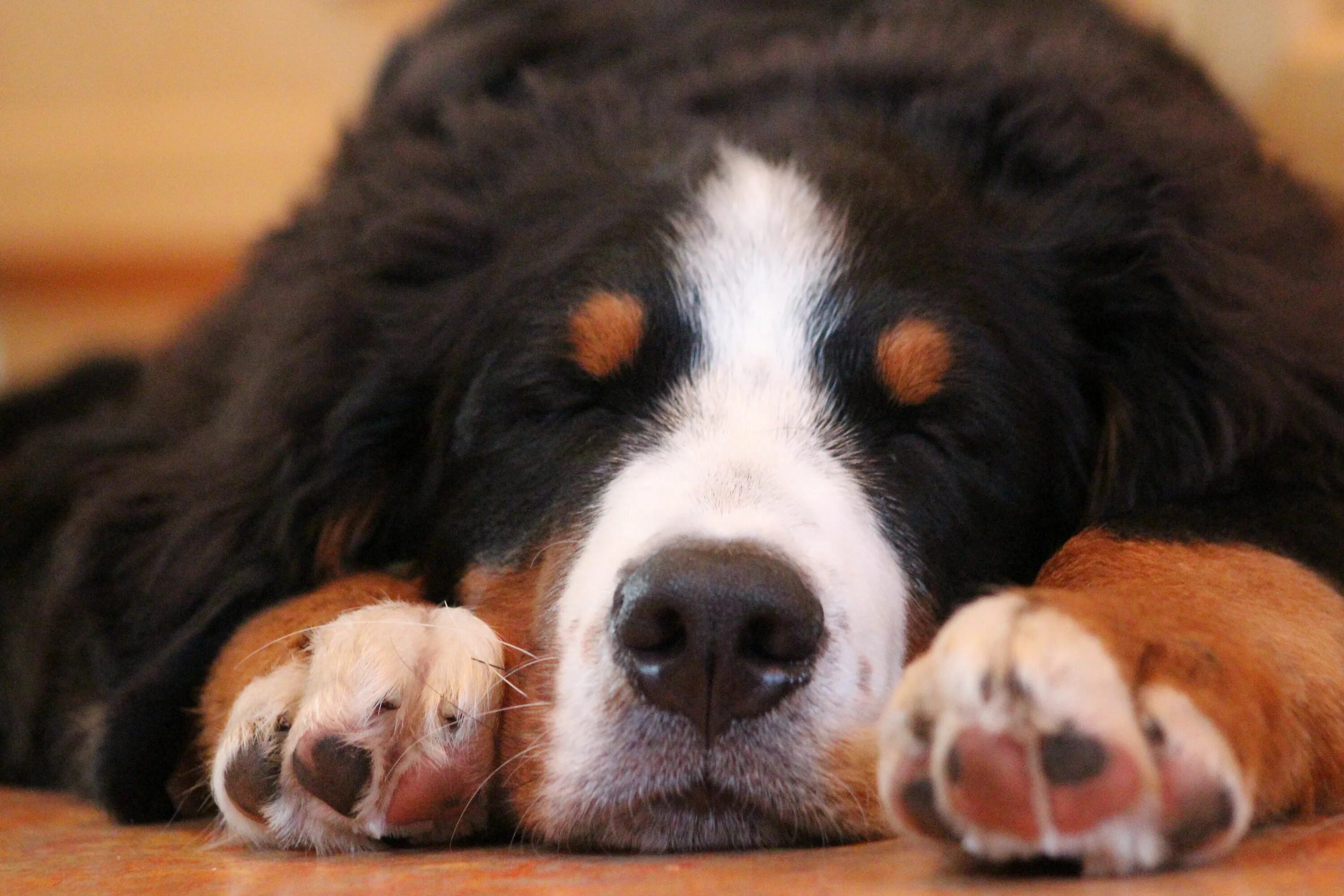 Épinglé sur Dog ✨ ✨ Chien bouvier, Photo chien, Chien kawaii
