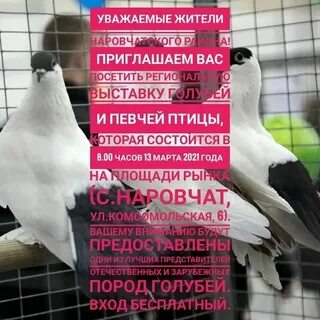Выставки голубей в 2024 году в воронеже