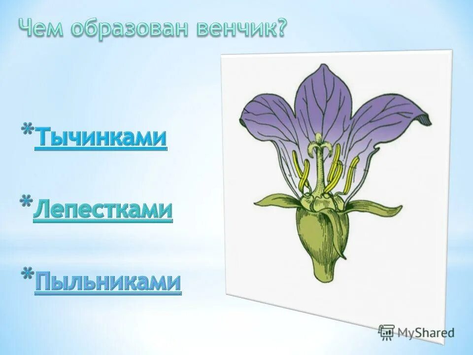 Тесты органы цветковых растений