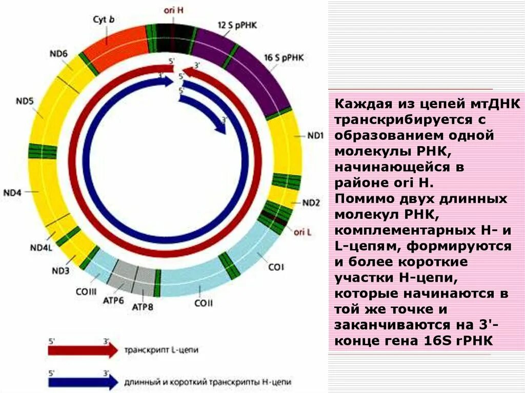 Мутации в митохондриальной днк. Днк митохондрий. Особенности вич инфекции у детей. При развитии деплеции мтднк формируется синдром. Mitochondrial disorder.