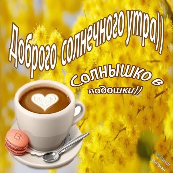 Всем доброго утра солнечного дня. Доброе солнечное утро. доброе утро солнечного настроения. с добрым солнечным утром и хорошим днем. с добрым солнечным утром.