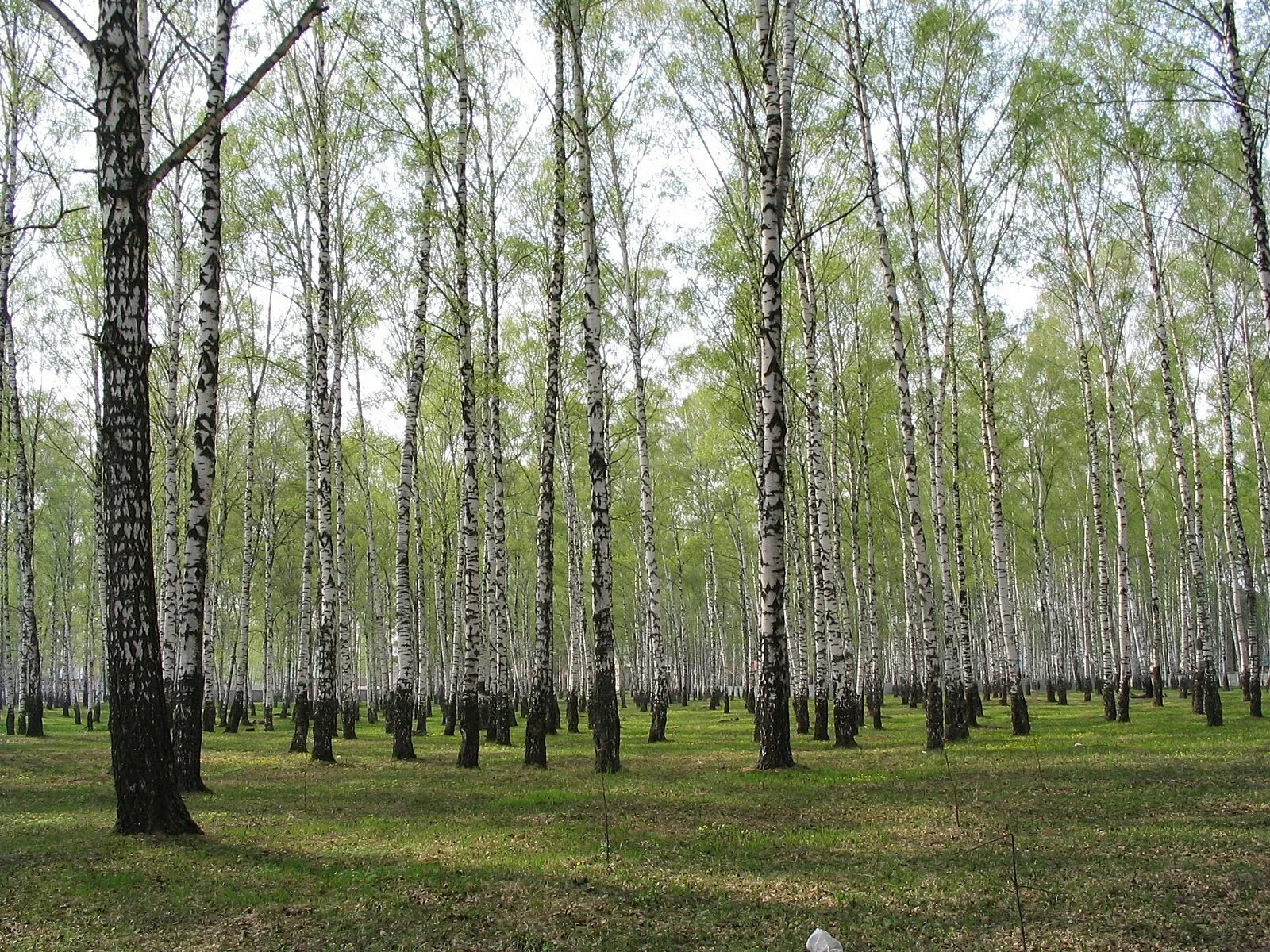 Площадь березовой рощи