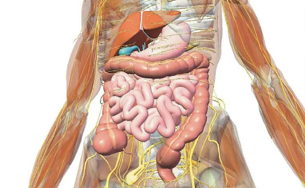 Строение брюшной полости у женщин. Анатомия человека внутренние органы аппендикс. Анатомия человека внутренние органы кишечник. Анатомия брюшной полости тонкий кишечник. Организм человека брюшная полость.