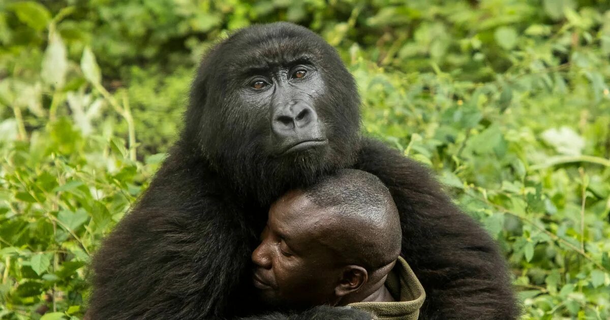 Nat Geo Image Collection on Instagram: "Photo by @michaelnicknichols A pair of o