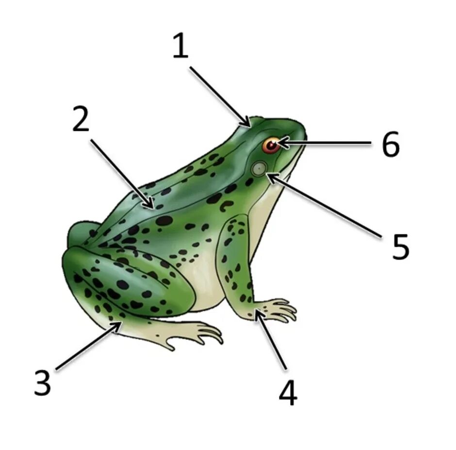 Земноводные внешнее строение лягушки. Внешнее строение зеленой лягушки биология 7 класс. Внешнее строение лягушки 7 класс. Класс земноводные лягушка внешнее строение.