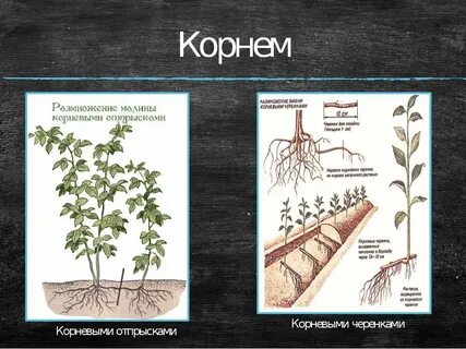 Размножение корневой системой