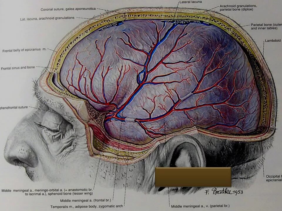 Средняя оболочечная артерия. Менингеальные артерии твердой мозговой оболочки. Кровоснабжение твердой оболочки головного мозга. Синусы твердой мозговой оболочки, артерии. Длинные отростки головного мозга