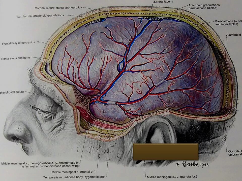 Средняя оболочечная артерия. Менингеальные артерии твердой мозговой оболочки. Кровоснабжение твердой оболочки головного мозга. Синусы твердой мозговой оболочки, артерии.