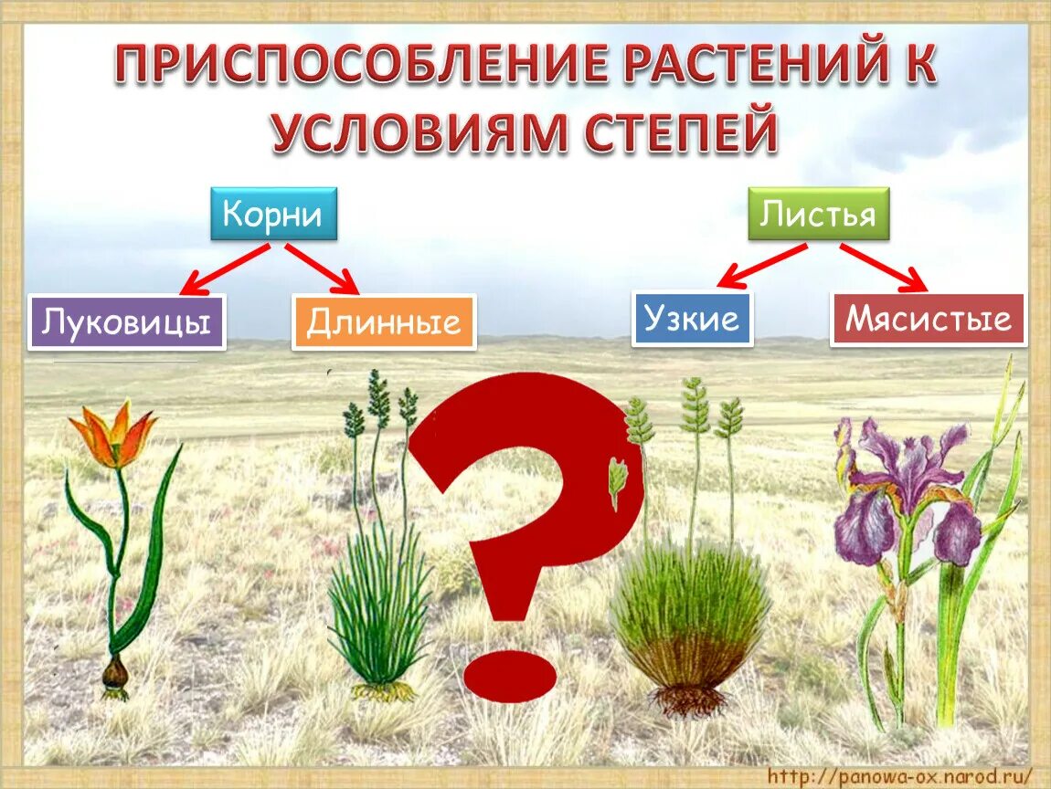 Какие растения характерны для степей россии. Приспособления растений в степи. Приспособление растений к условиям степи. Приспособление растений Степной растительности. Приспособление степи.