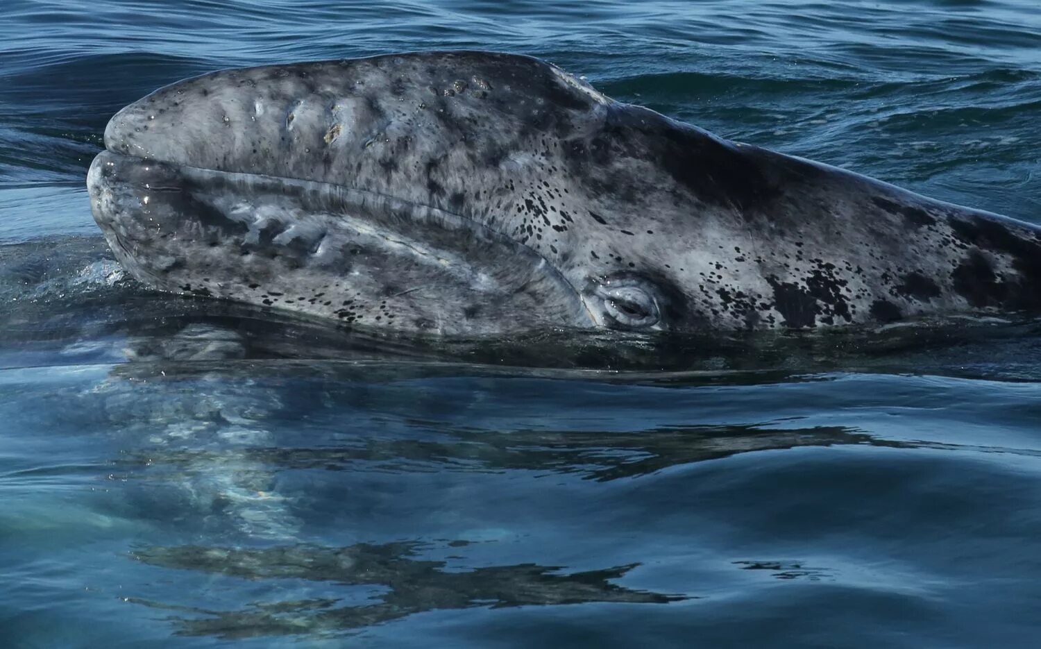 Серый кит (чукотско-Калифорнийская популяция). Серый кит Охотоморская популяция. Гренландский кит остров Врангеля. Остров Врангеля заповедник серый кит.