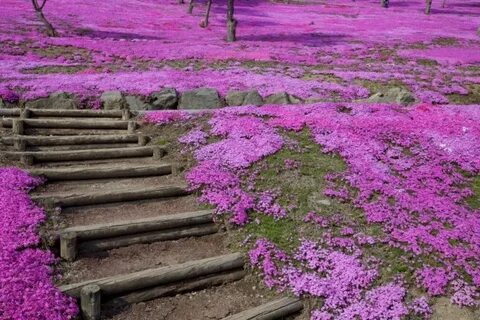 Цветы в японии