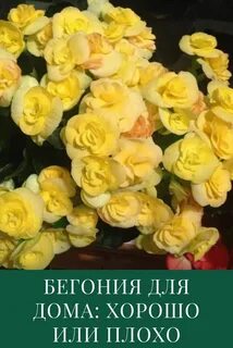 Бегония для дома хорошо