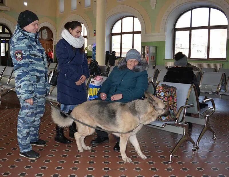 Собаки приморья выставки