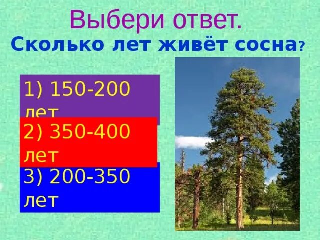 Сколько хвойных. Сколько живет сосна. Сколько лет живёт сосна. Продолжительность жизни сосны. Периоды жизни сосны.