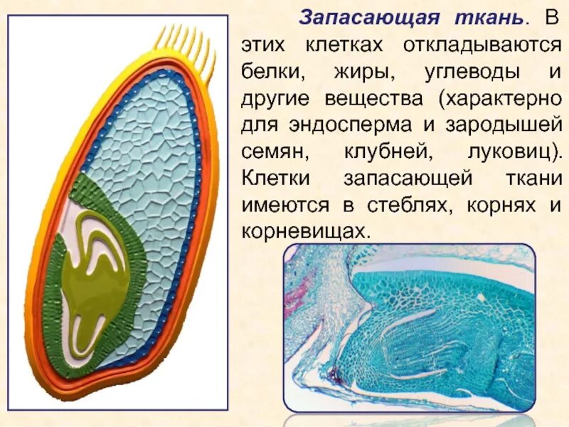 Клетка запасает энергию в виде