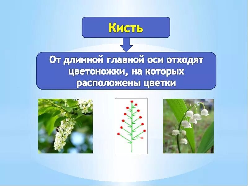 Сообщение на тему соцветие. Типы соцветий. Растения с соцветием кисть. Сложный зонтик. Простые соцветия головка.