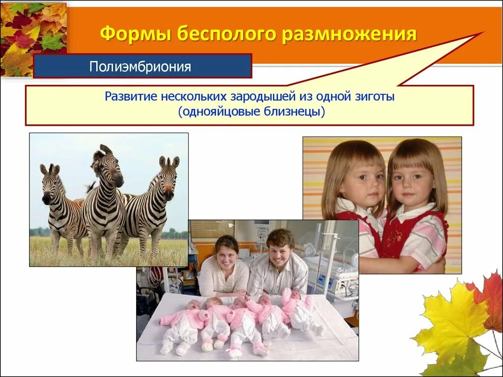 Полиэмбриония какое размножение. Полиэмбриония. Полиэмбриония примеры животных. Специфическая полиэмбриония. Полиэмбриония представители.