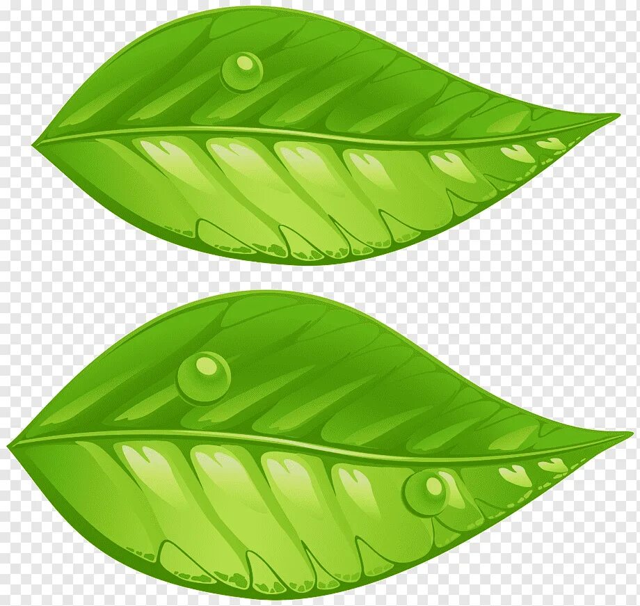 Листики для детей. Два зеленых листочка. Экология листочек. Листья мультяшные. Зеленый лист вектор.