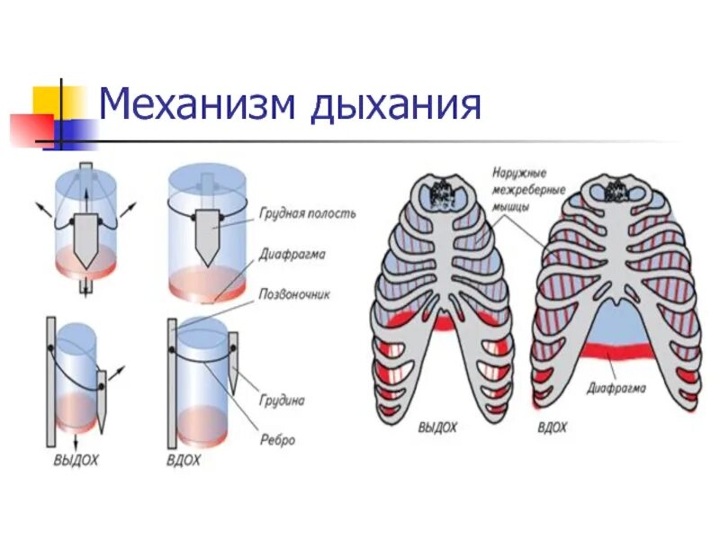 Вспомните как регулируется дыхание у человека зная. Механизм вдоха и выдоха 8 класс биология. Механизм дыхательных движений вдоха и выдоха. Механизм вдоха и выдоха схема. Схема механизма вдоха и выдоха 8 класс.