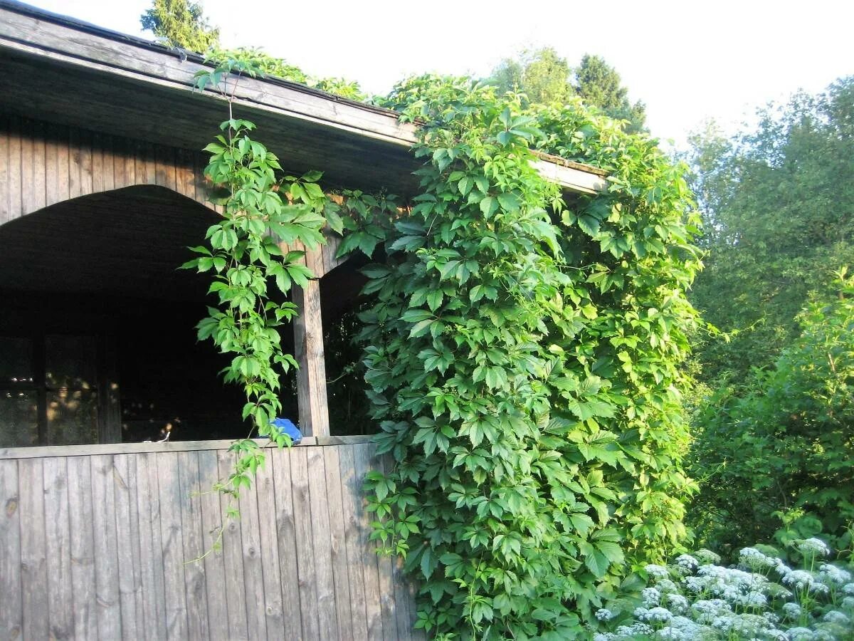 Как вырастить девичий виноград. Девичий виноград пятилисточковый зимой. Мульчировать девичий виноград. Как вырастить девичий виноград. Родохитон девичий виноград.