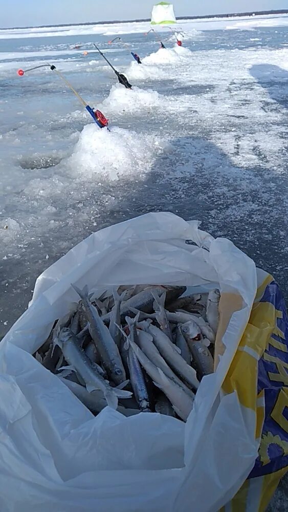 Дамба южная ветка финский залив на карте. Рыбалка на дамбе финского залива. Поплавочные соревнования дамба финского залива. Рыбалка на дамбе финского залива сегодня. Дамба южная ветка.
