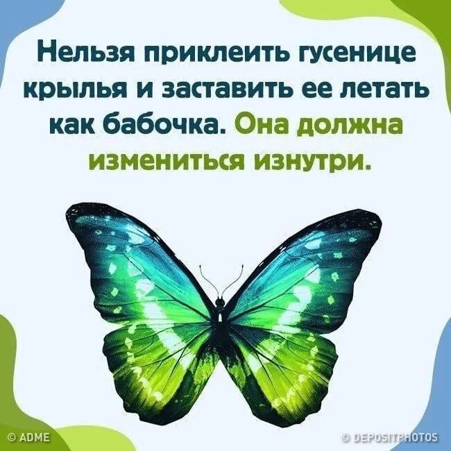Барбовал аналоги. Китайские дикоросы бабочка. Бабочка с округлыми крыльями. Бабочка автор. Поймайте бабочек для лекарств геншин.