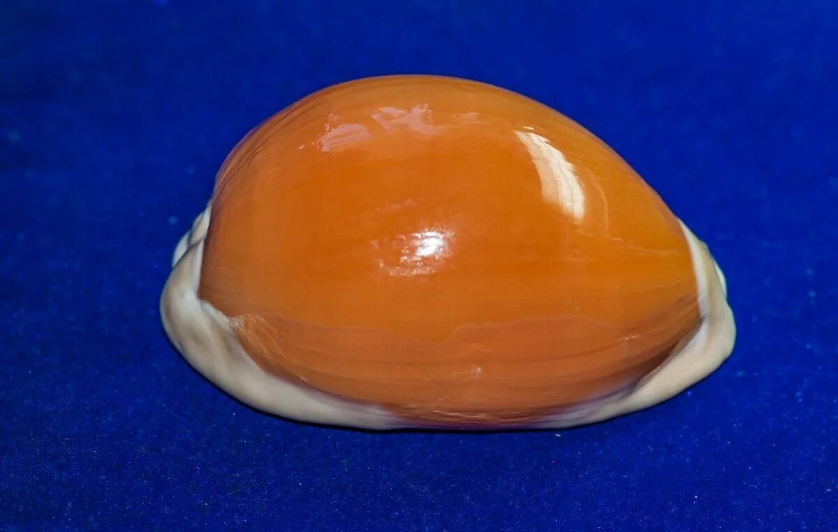 Морские ракушки ветреной звонок. Cypraea aurantium. Купить морскую ракушку на авито. Авито сколько стоит ракушка. Ракушка pecten.