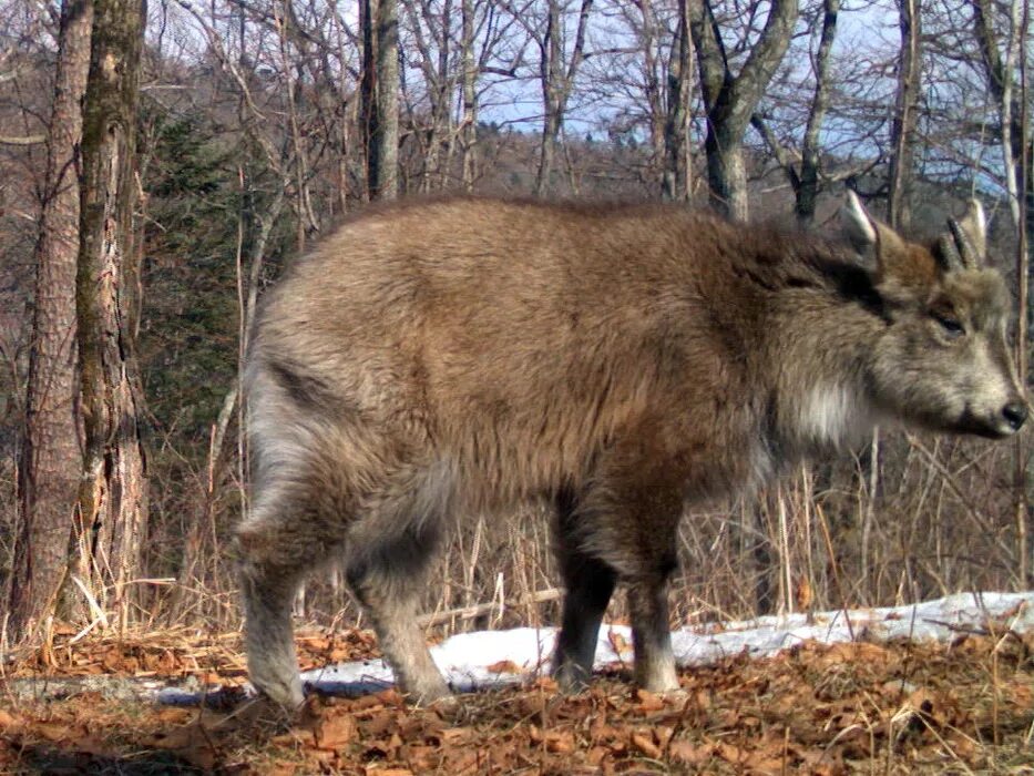 Амурский горал. Горал Приморского края Амурский красная. Амурский горал красная книга. Сихотэ-Алинский заповедник Амурский горал. Какие животные в приморском крае