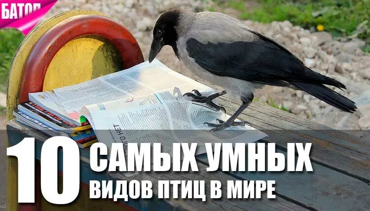 Птицы умнее людей. Ворон птица. Умные вороны. Птицы умнее людей. Самые умные птицы рейтинг.