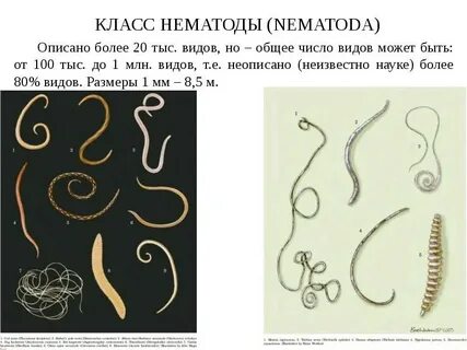 Лечение нематод у человека