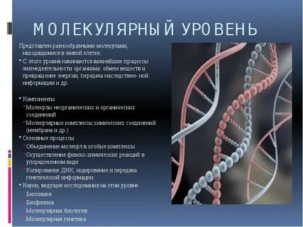 Какие процессы на молекулярном уровне