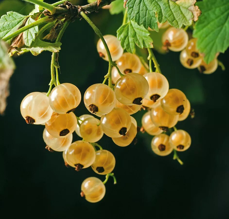 Смородина ribes rubrum. Смородина белая Янтарная. Смородина красная Плантариум. Белая смородина цветение.