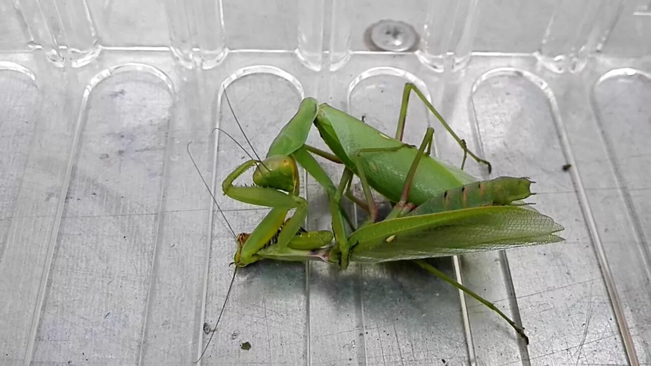 Самки богомолов едят самцов. Самец богомола. Самка богомола. Богомол самка и самец. Спаривание кузнечиков.