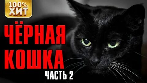 Черные кошки 11