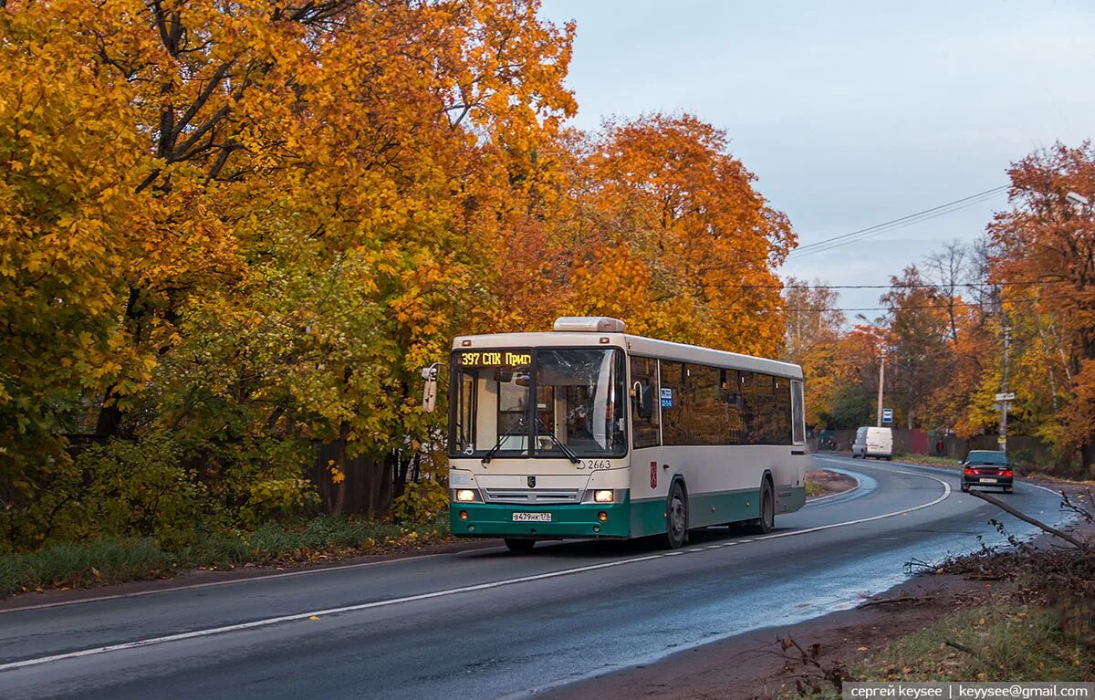 Маршрут автобуса 397. НЕФАЗ 52994. Автобус 397 в Парголово. НЕФАЗ-52994-40-42. 397 Автобус СПБ.