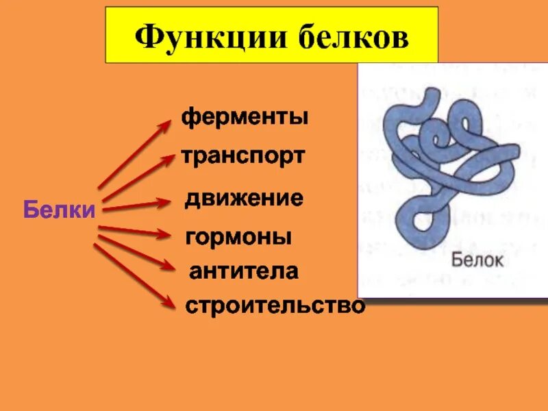 Функции белков ферментов. Ферментативная функция белков. Белки ферменты. Функции белкового фермента.