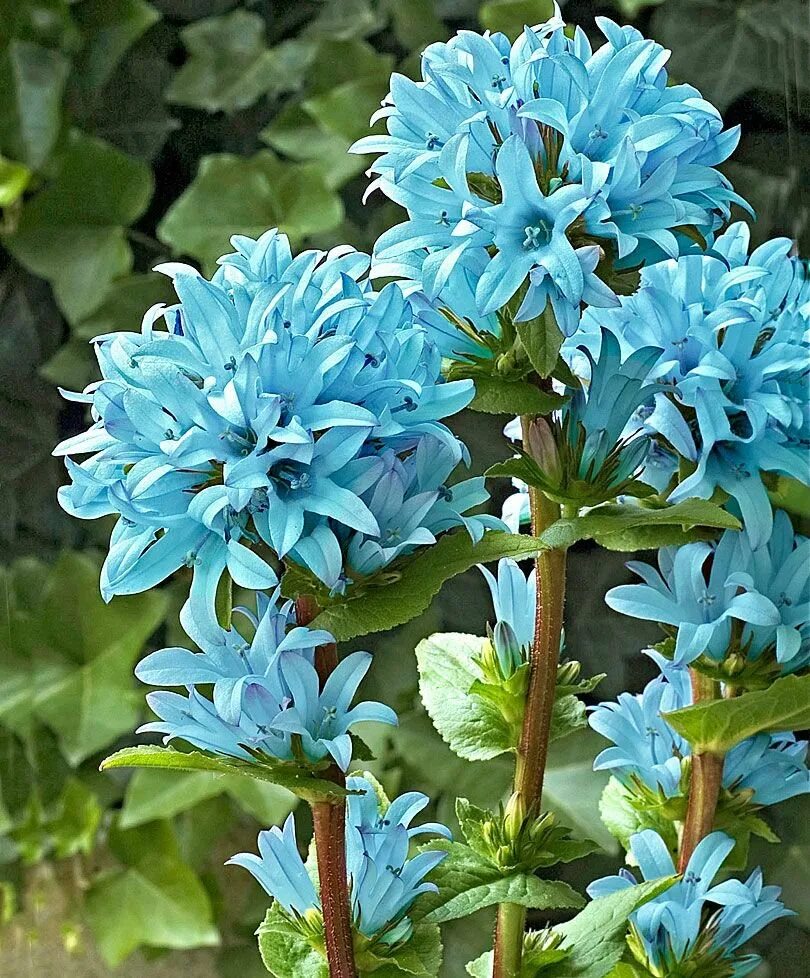 Садовый цветок синий. Рута голубая многолеток. Колокольчик Эмеральд. Колокольчик скученный Эмеральд. Шаровидная голубая Лилия.