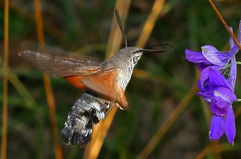 бражник южный молочайный. бабочка бражник молочайный. Hyles gallii бражник подмаренниковый. ночная бабочка бражник подмаренниковый. бражник вьюнковый бабочка.