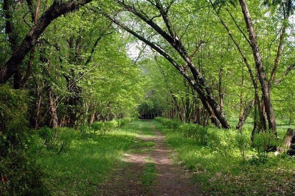 Волжский камский заповедник казань. Золотой бор царевщина. Дендрарий волжско-камского заповедника казань. Раифский участок волжско-камского заповедника. Саралинский участок волжско-камского заповедника.