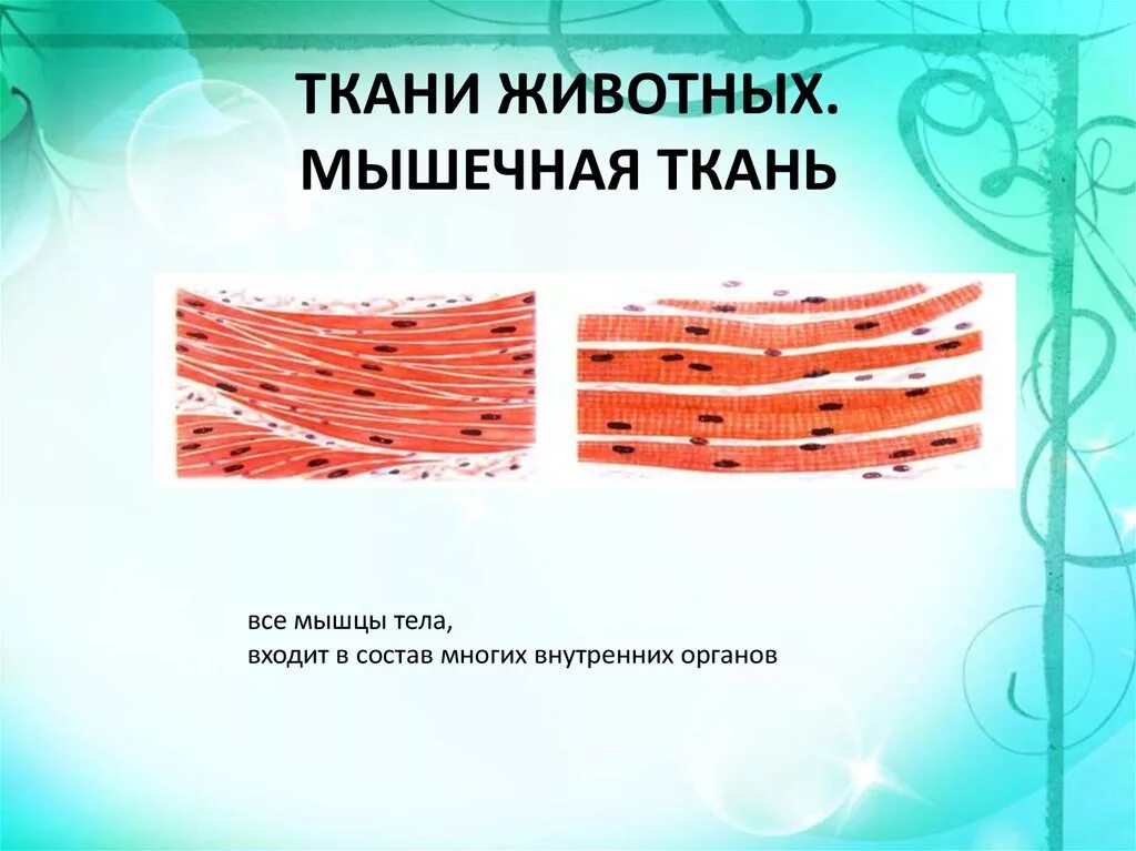 Особенности строения мышечной ткани животных. Особенности строения мышечной ткани животных