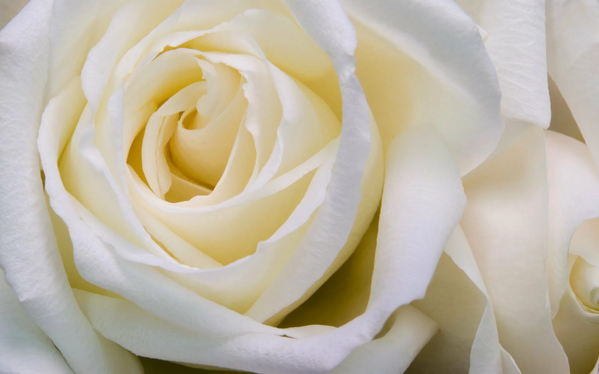 White. Вайт Роуз. Роуз Уайт роза. Белые розы. Цветы белые розы.