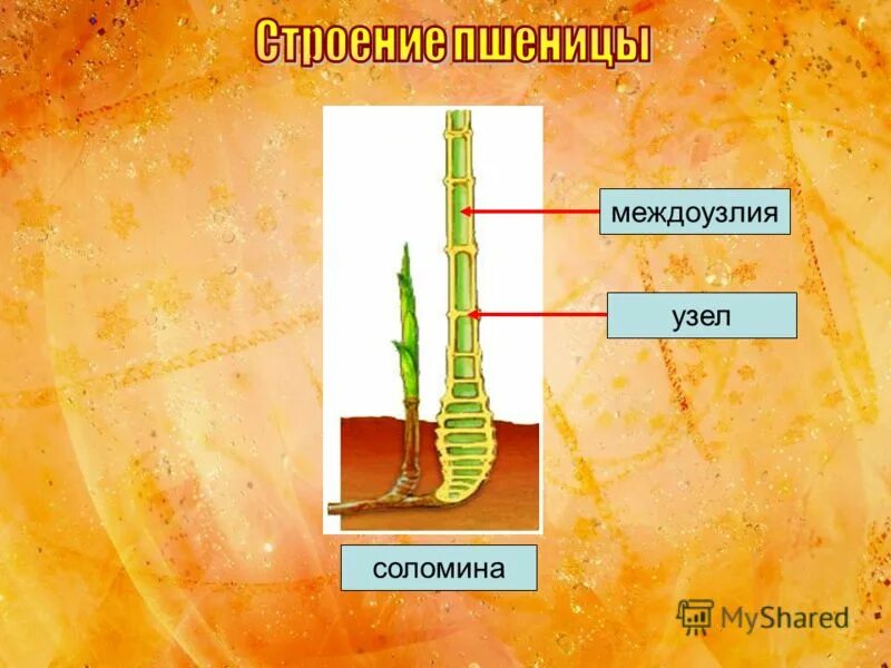 Соломина биология 9 класс. Внутреннее строение стебля пшеницы. Стебель пшеницы в разрезе. Междоузлие у пшеницы. Стебель пшеницы Соломина.