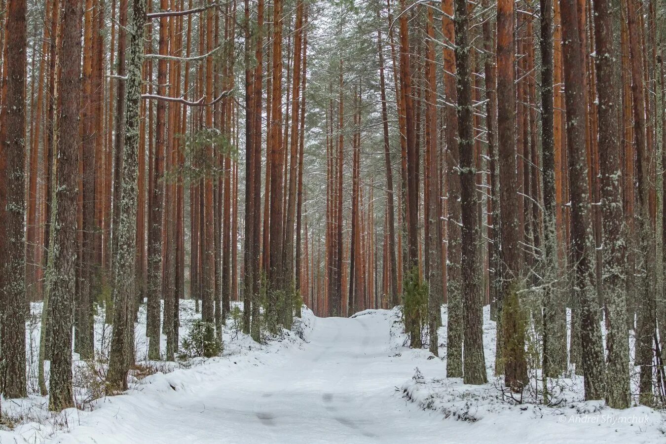 Красный Бор лес. Лес красный Бор Кирово Чепецк. Красный Бор Новгородская область. Красный Бор Псковская область. Погода красный бор на неделю