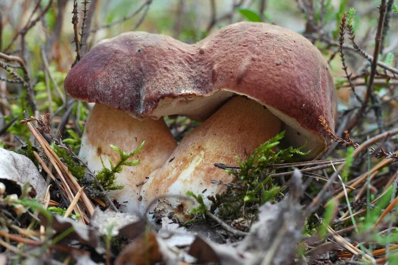 Белые грибы в Карелии. Карелия грибы и ягоды. Съедобные грибы Карелии. Грибы в Карелии в августе.