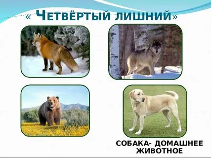 4 лишний дикие животные