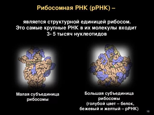 Рибосомные рибонуклеиновые кислоты. Рибосомные гены. Самые крупные молекулы РНК содержатся в рибосомах РРНК. Рибосомная РНК кратко.