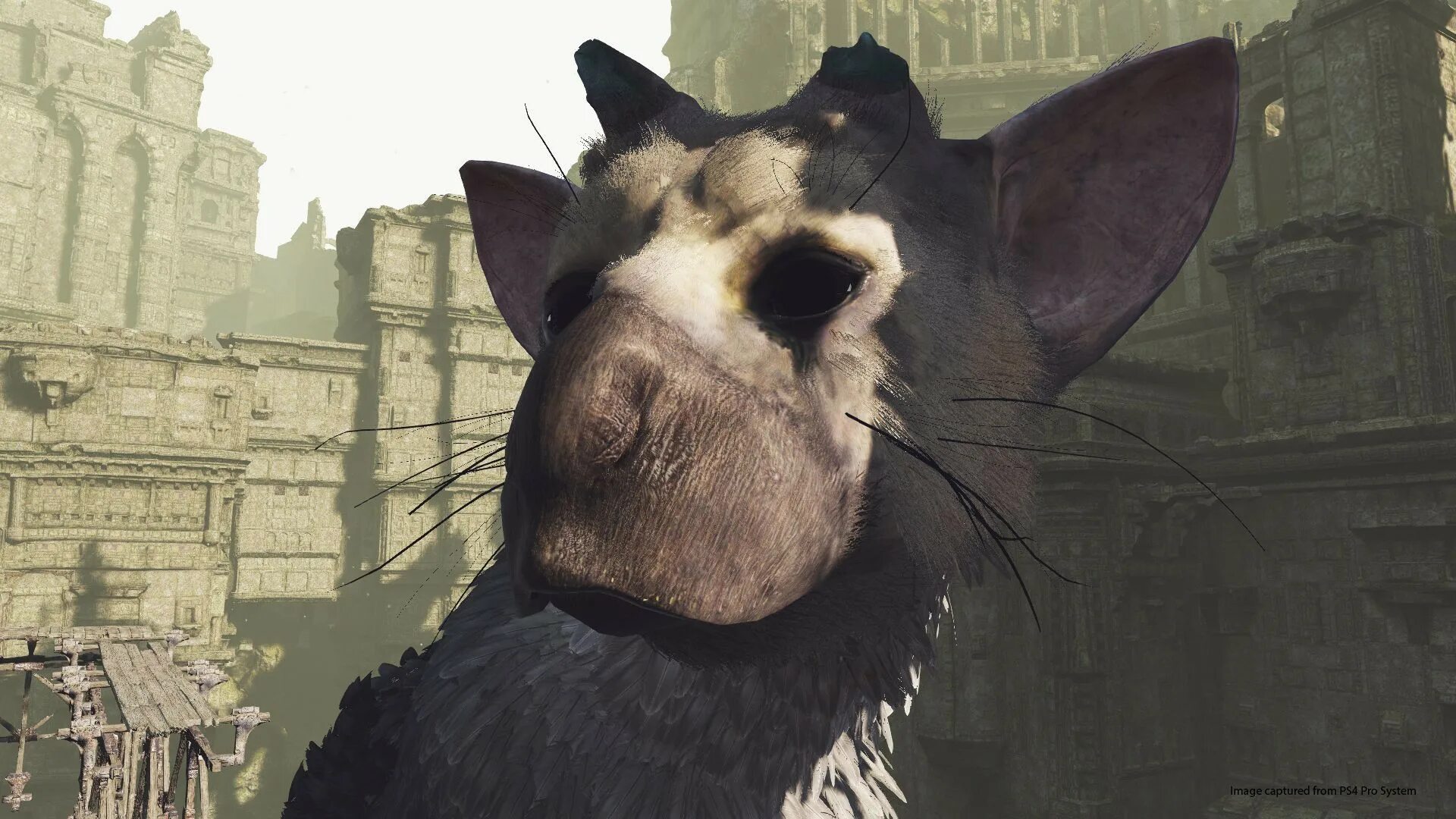 Ласт гардиан. The last Guardian ps4. Игра the last Guardian. The last Guardian ps3. Де ласт Гардиан.