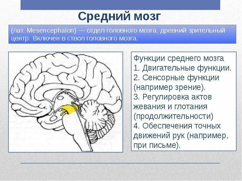 Строение отдела среднего мозга. Строение среднего мозга в головном мозге. Строение среднего мозга анатомия. Средний мозг строение структура функции. Функции среднего отдела головного мозга человека
