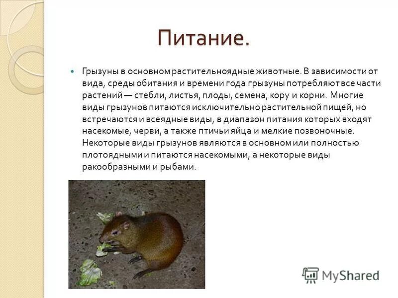 Грызуны доклад. Характеристика отряда грызуны биология 7 класс. характеристика отряда грызуны млекопитающих. грызуны презентация. отряд грызуны презентация.